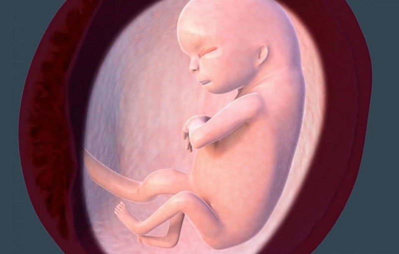 سونوگرافی در هفته چهاردهم بارداری